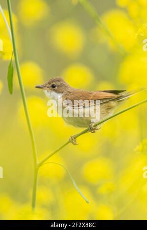 Nahaufnahme eines Weißdornvogels, Sylvia communis, zeigt in gelben Blüten Stockfoto