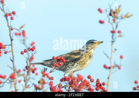 Eine Wacholderdrossel, Turdus Pilaris Vogel Essen Beeren auf dem Weißdorn Busch während der Herbstsaison. Stockfoto