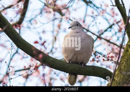 Nahaufnahme von einem Eurasischen collared dove (Streptopelia decaocto) Vogel, thront und nisten in einem Baum mit rosa Blume Blumen Stockfoto