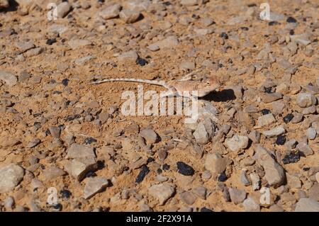 Wüste Agama Trapelus pallidus verläuft im Sand Stockfoto