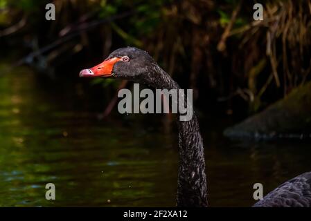 Selektiver Fokus für Foto. Schwarzer Schwan am Teich im Park. Stockfoto