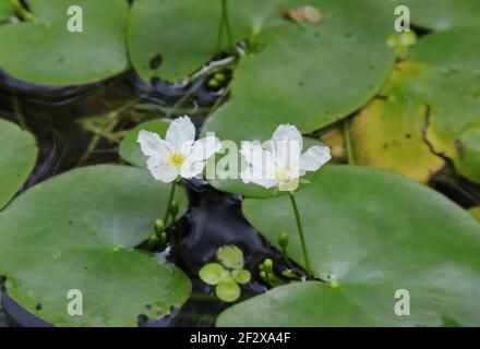 Zwei winzige weiße Wasserlilienblüten, die sich aneinander gebeugt haben Stockfoto