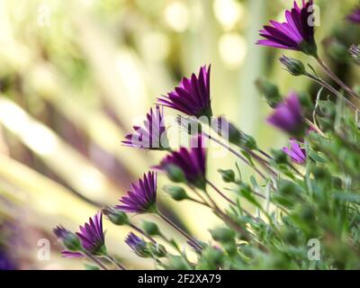 Wiese mit Gänseblümchen des Kaps Stockfoto