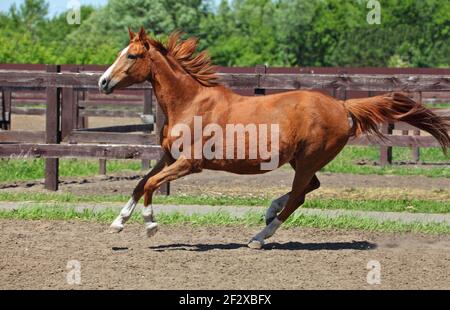 Kastanie Dressursport-Pferd läuft im Paddock auf der Ranch Stockfoto