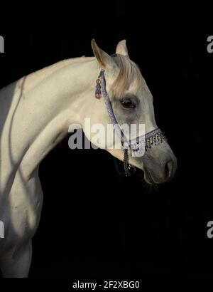 Schönes weißes arabisches Pferd Porträt in der Stalltür Stockfoto