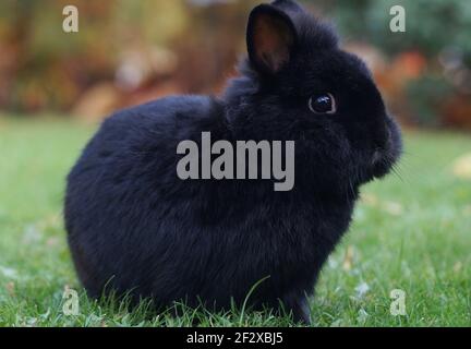 Niedliches schwarzes Zwergkaninchen, junges Häschen auf der Wiese Stockfoto