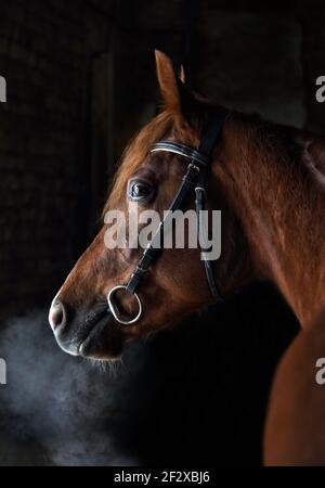 Schönes Bay arabian Pferd Porträt in der Stalltür Stockfoto