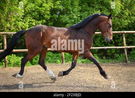 Kastanie Dressursport-Pferd läuft im Paddock auf der Ranch Stockfoto