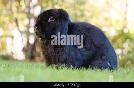 Schwarze lop ohred Zwergrammkaninchen sitzt auf der Wiese Stockfoto