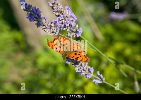 Komma Schmetterling ruht auf Lavendelblüte Stockfoto