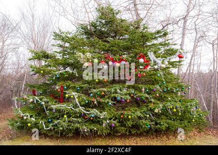 Ein Baum in einem Park zu Weihnachten geschmückt. Der Baum liegt am Waldrand, die Bäume im Wald haben keine Blätter. Es gibt eine Vielzahl von Dekorationen. Stockfoto