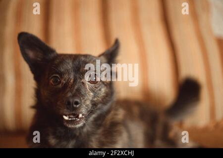 Hund auf dem hellen Hintergrund lokal hell dunkelgrau Putsch Stockfoto
