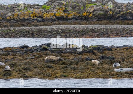 Seehunde genießen den Sommer auf Island Stockfoto