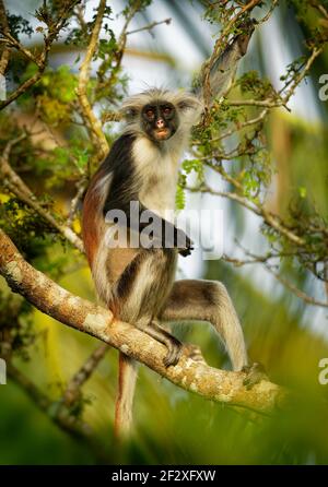 Sansibar Red Colobus - Piliocolobus kirkii Affe endemisch in Unguja, Hauptinsel des Sansibar Archipels, vor der Küste von Tansania, auch bekannt als Kir Stockfoto