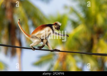 Sansibar Red Colobus - Piliocolobus kirkii Affe endemisch in Unguja, Hauptinsel des Sansibar Archipels, vor der Küste von Tansania, auch bekannt als Kir Stockfoto