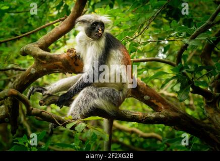 Sansibar Red Colobus - Piliocolobus kirkii Affe endemisch in Unguja, Hauptinsel des Sansibar Archipels, vor der Küste von Tansania, auch bekannt als Kir Stockfoto