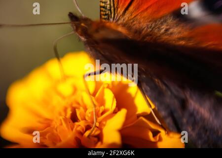 Unschärfe Schmetterling Pfau sammeln Pollen auf einer leuchtend gelben Blume Seitenansicht. Makro. Extreme Nahaufnahmen. Gesicht Schmetterling mit Antenne. Aus Stockfoto