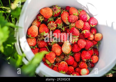 Frische, saftige rote Burgunder-Erdbeeren im weißen Eimer, Draufsicht. Reife Beeren gerade aus dem Garten vor einem Hintergrund von grünem Gras gepflückt Stockfoto