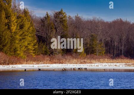 Wandernde Quellwatervögel, die auf dem Lower Lake in Promised Land ruhen State Park in den Pocono Mountains von Pennsylvania Stockfoto