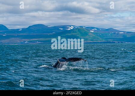 Buckelwal während einer Walbeobachtungsfahrt in der Nähe von Husavik, Island Stockfoto