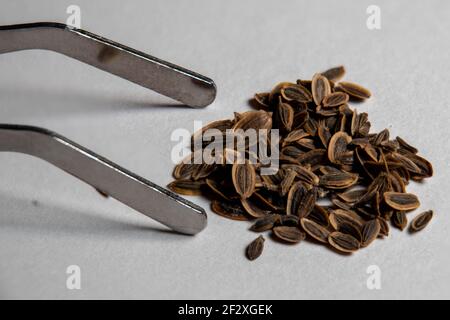 Makrobild der Pinzette aus Edelstahl neben Dry Dill (Anethum graveolens) Samen ein einjähriges Kraut in der Sellerie-Familie Apiaceae Stockfoto