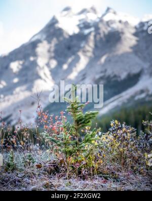 Eine kleine junge Kiefer mit Frost bedeckt mit einem hoch aufragenden Berg der kanadischen Rockies im Hintergrund am Elbow Lake. Stockfoto