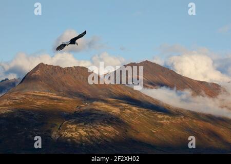 Weißkopfseeadler, der im Herbst über Berge mit niedrigen Wolken schweben. Stockfoto