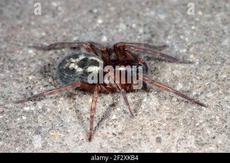 Spitze Weaver Spider - Amaurobius similis Stockfoto