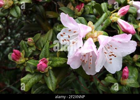 Rhododendron pseudochrysanthum false-Gold-Flower Rhododendron – weiße Blüten mit rosa Blütenblättern Rücken, März, England, UK Stockfoto