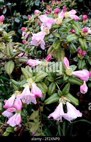 Rhododendron pseudochrysanthum false-Gold-Flower Rhododendron – weiße Blüten mit rosa Blütenblättern Rücken, März, England, UK Stockfoto