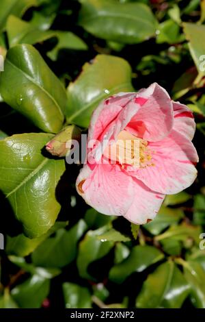 Camellia japonica ‘Tricolor’ Tricolor Kamelie – weiße Blüten mit starken unregelmäßigen rosa und roten Streifen, März, England, Großbritannien Stockfoto