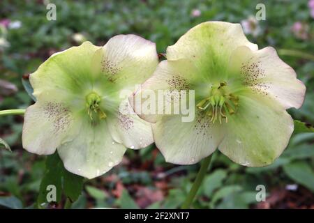 Helleborus x Hybridus Yellow Lady Hellebore Yellow Lady – sehr hellgelbe Blüten mit spärlichen purpurnen Sommersprossen, März, England, UK Stockfoto