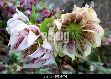 Helleborus x hybridus Harwington Double White gesprenkelt Hellebore Double White gesprenkelt – doppelte weiße Blüten mit violetten Sommersprossen, blassgrünen Reflexen, Stockfoto