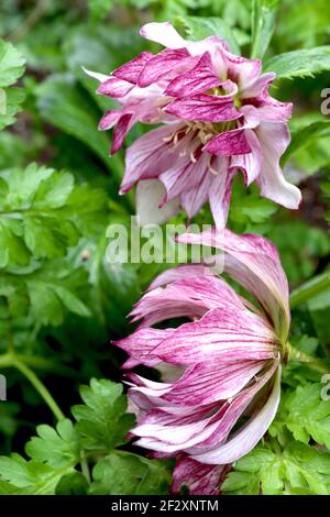 Helleborus x hybridus ‘Spring Promise Lily’ Hellebore Spring Promise Lily – doppelte weiße Blüten mit dunkelrosa Adern und Blütenblattrücken, März, England Stockfoto