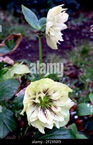 Helleborus x hybridus Harwington Double White gesprenkelt Hellebore Double White gesprenkelt – doppelte weiße Blüten, violette Sommersprossen, hellgrüne Reflexe, Stockfoto