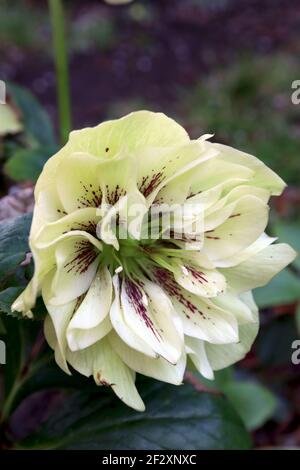 Helleborus x hybridus Harwington Double White gesprenkelt Hellebore Double White gesprenkelt – doppelte weiße Blüten, violette Sommersprossen, hellgrüne Reflexe, Stockfoto