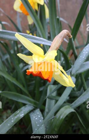 Narcissus ‘Red Devon’ Division 2 großschalige Narzissen Red Devon Narzissen - Zitronengelbe Blütenblätter und goldgelbe Trompete, März, England, Großbritannien Stockfoto