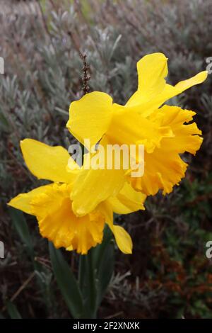 Narcissus ‘Dutch Master’ Division 1 Trompete Narzissen Dutch Master Narzisse – goldgelbe Blütenblätter und ausgestellte, frillierte, goldgelbe Trompete, März, Stockfoto