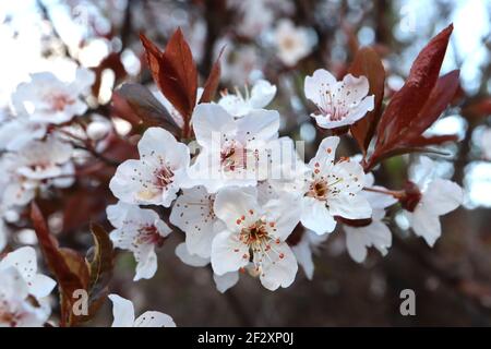 Prunus cerasifera Kirschpflaume – kleine weiße schalenförmige Blüten mit vielen Staubgefäßen, roten Stielen, braunen Blättern, März, England, VEREINIGTES KÖNIGREICH Stockfoto