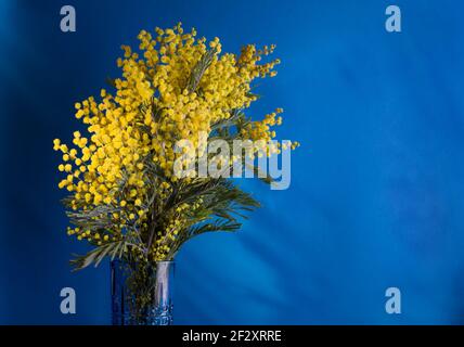 Leuchtend gelbe Mimosen Blumen vor einem kräftigen blauen Hintergrund. Frühling saisonaler Hintergrund mit Platz für Text. Stockfoto