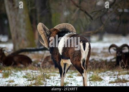 Mufflon zu Fuß zu einer Herde Winterwald Stockfoto