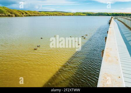 See mit Wasservögeln, und lange Holzboardwalk durch den See. Marschpflanzen, Sträucher, grüner Wald und wolkig Himmel auf dem Hintergrund. Oso Flaco Lake, O Stockfoto