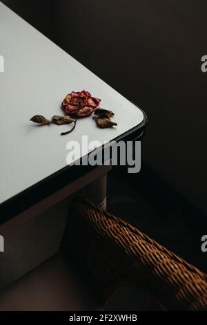 Von oben rote Rosenblüte mit getrockneten Blättern und Blütenblätter auf dem Tisch im Zimmer platziert Stockfoto