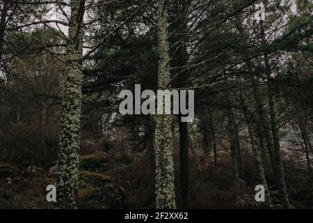 Hohe Nadelbäume mit Flechten auf Stämmen, die in dicht wachsen Wald bei kaltem Wetter in Cadiz Spanien Stockfoto