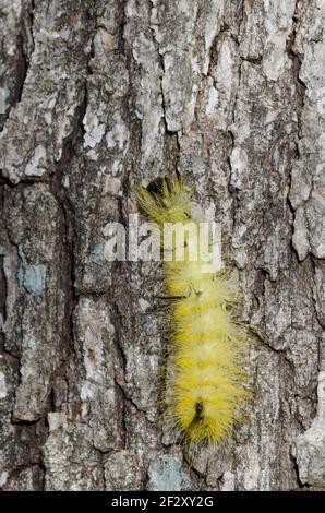 American Dagger Moth, Acronicta americana, Raupe kriechend Pfosten Eiche, Quercus stellata Stockfoto