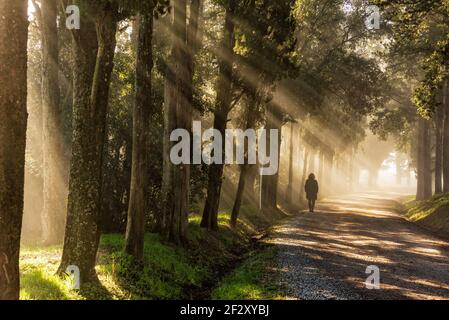 Ein Herbstspaziergang am frühen Morgen in der Schlossregion Brolio Straße mit Lichtblättern, die durch Zypressen filtern Stockfoto