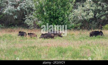 Eine Rudel Wildschweine am Rande des Wald Stockfoto