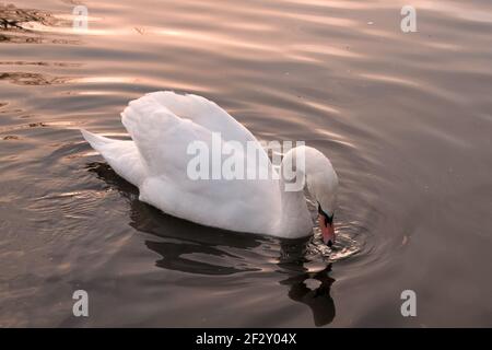 Mute Swan (Cygnus olor) auf einem See bei Sonnenuntergang - Dunham Massey National Trust, Cheshire zu Weihnachten Stockfoto