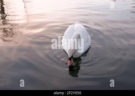 Mute Swan (Cygnus olor) auf einem See bei Sonnenuntergang - Dunham Massey National Trust, Cheshire zu Weihnachten Stockfoto