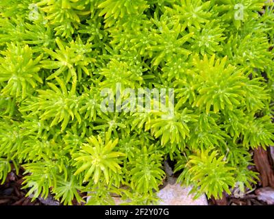 Mit einem leichten Bokeh-Effekt macht diese extreme Nahaufnahme eines Klumpen Zitronenball Sedum in Missouri eine schöne Textur oder Hintergrund. Stockfoto